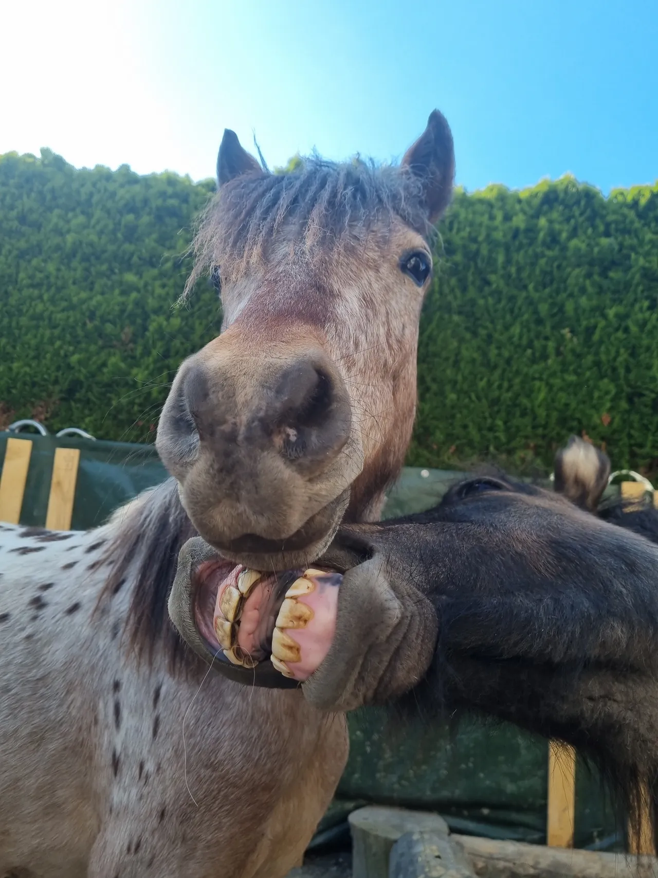Zwei freundliche Ponys schauen neugierig in die Kamera